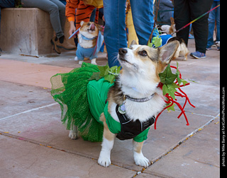 Tour de Corgi 2023