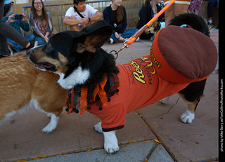 Tour de Corgi 2023