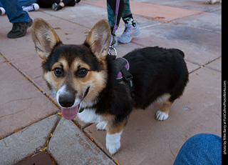 Tour de Corgi 2023