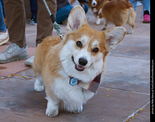 Tour de Corgi 2023