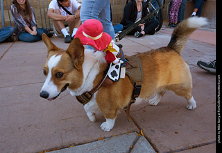 Tour de Corgi 2023