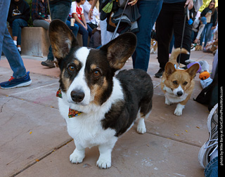 Tour de Corgi 2023