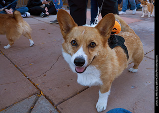 Tour de Corgi 2023