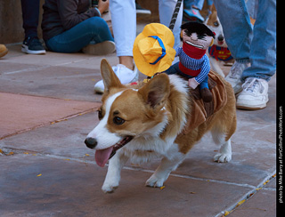 Tour de Corgi 2023