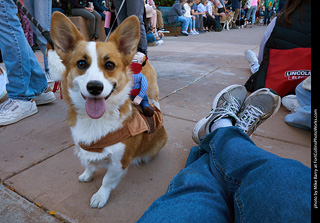 Tour de Corgi 2023