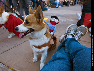 Tour de Corgi 2023