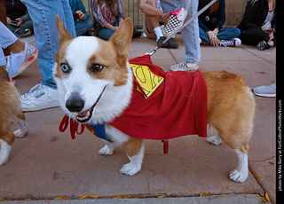 Tour de Corgi 2023