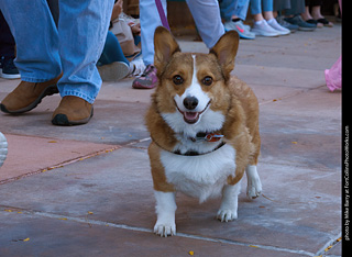 Tour de Corgi 2023