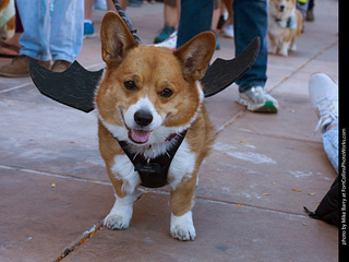 Tour de Corgi 2023