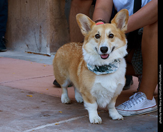 Tour de Corgi 2023