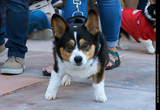 Tour de Corgi 2023