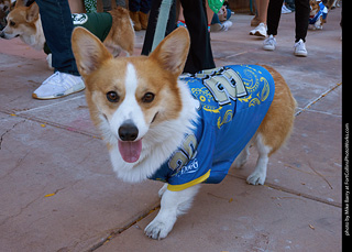 Tour de Corgi 2023