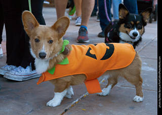 Tour de Corgi 2023