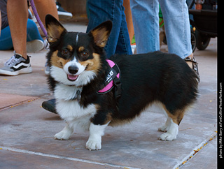 Tour de Corgi 2023