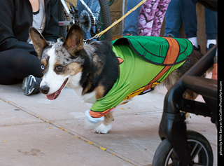 Tour de Corgi 2023