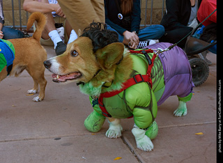 Tour de Corgi 2023