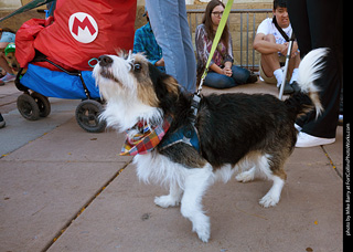 Tour de Corgi 2023