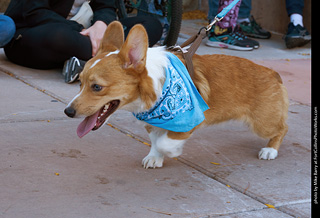 Tour de Corgi 2023