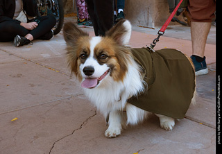 Tour de Corgi 2023