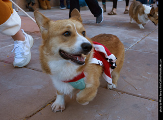 Tour de Corgi 2023