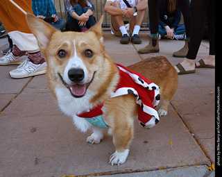 Tour de Corgi 2023