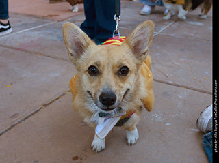 Tour de Corgi 2023