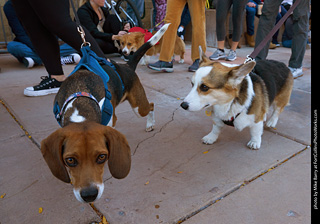 Tour de Corgi 2023