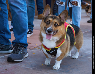 Tour de Corgi 2023