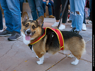 Tour de Corgi 2023