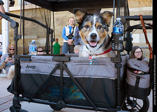 Tour de Corgi 2023