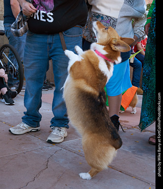 Tour de Corgi 2023