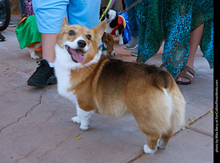 Tour de Corgi 2023