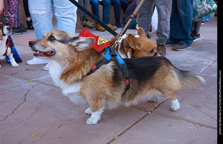 Tour de Corgi 2023