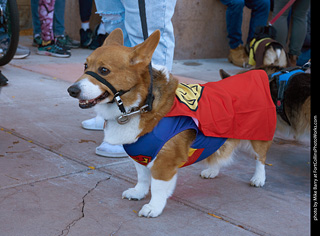 Tour de Corgi 2023