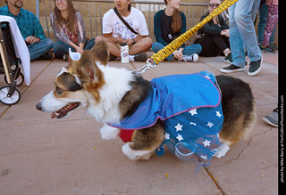 Tour de Corgi 2023