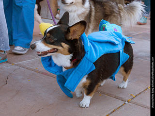 Tour de Corgi 2023