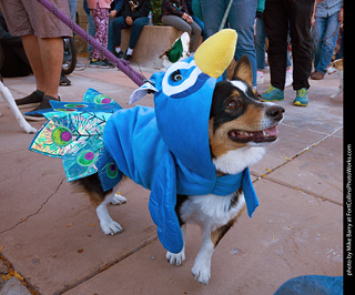 Tour de Corgi 2023