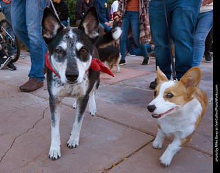 Tour de Corgi 2023