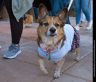 Tour de Corgi 2023