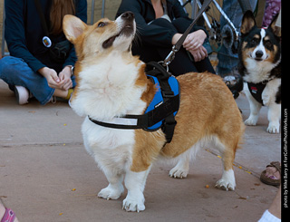 Tour de Corgi 2023