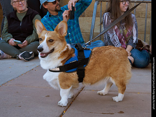 Tour de Corgi 2023