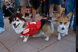 Tour de Corgi 2023