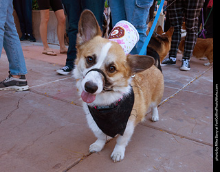 Tour de Corgi 2023