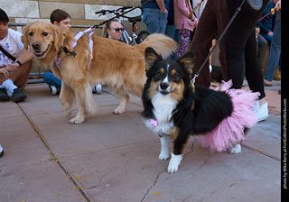 Tour de Corgi 2023