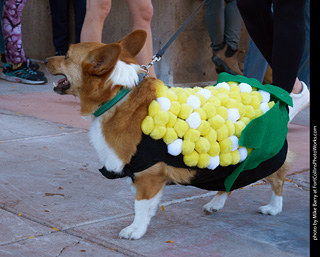 Tour de Corgi 2023