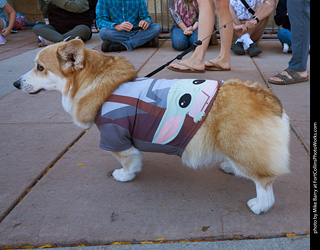 Tour de Corgi 2023