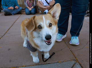 Tour de Corgi 2023