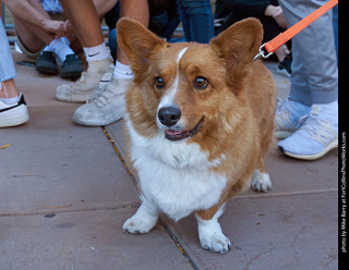 Tour de Corgi 2023