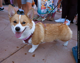 Tour de Corgi 2023