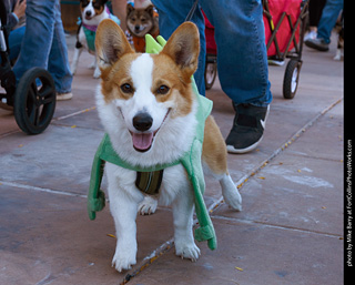 Tour de Corgi 2023